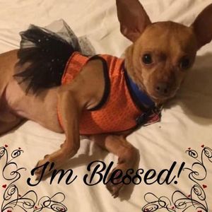 Meet your Posher, Joy